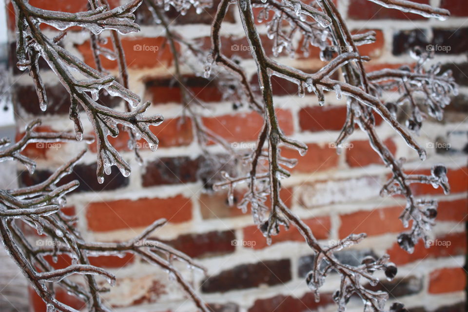 Frozen tree