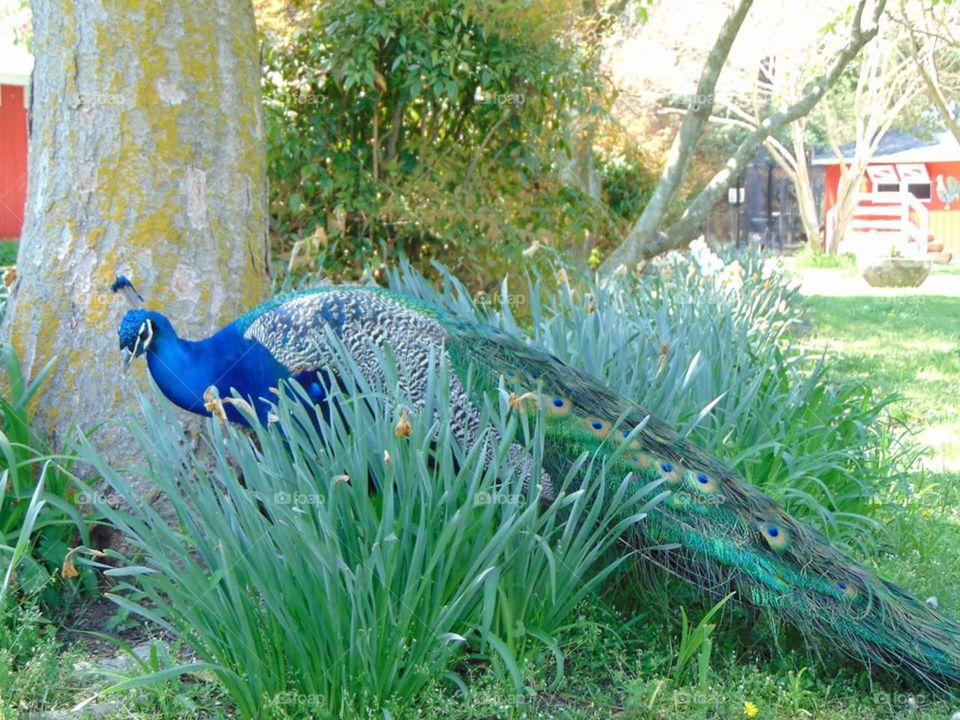 Peacock