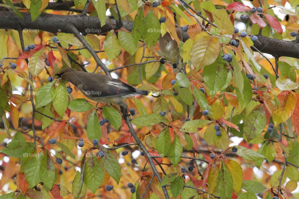 bird watching in the city