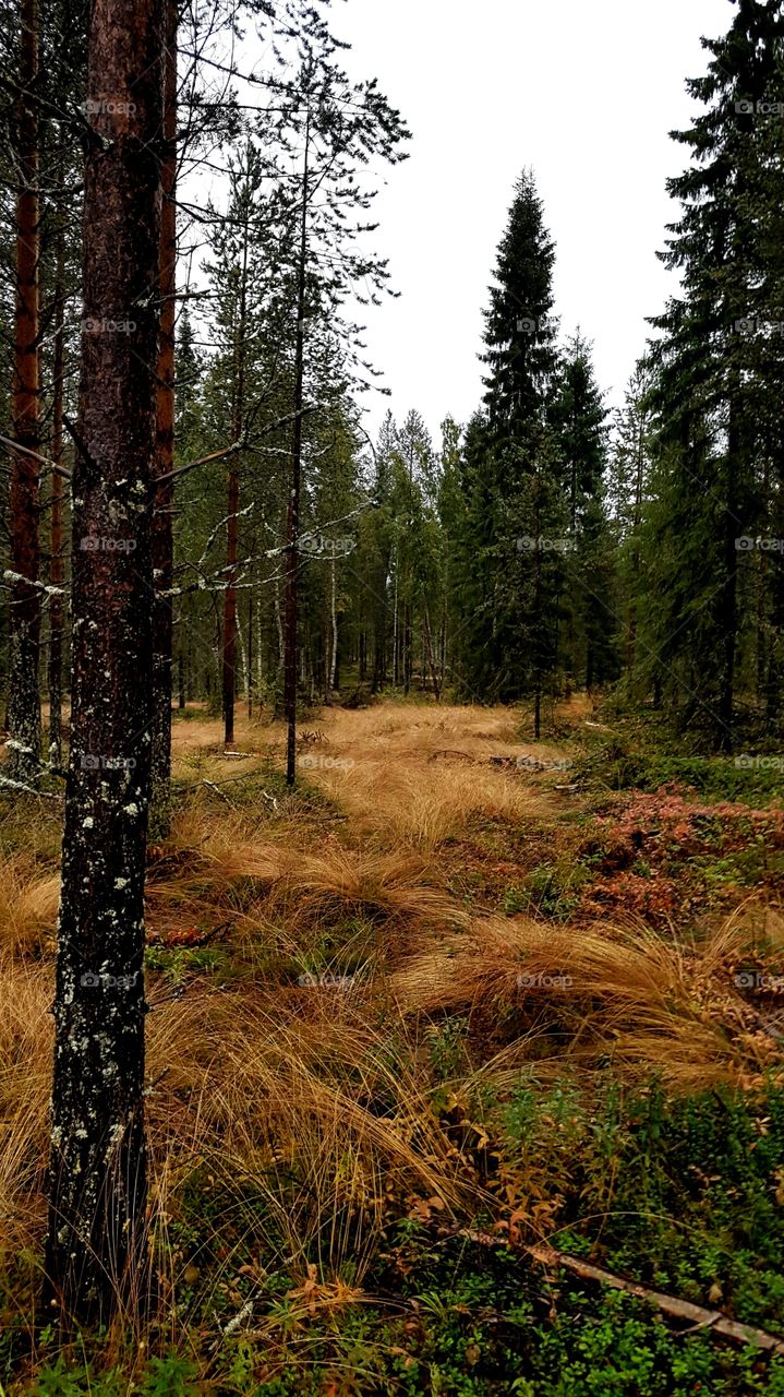 beautiful color in rain