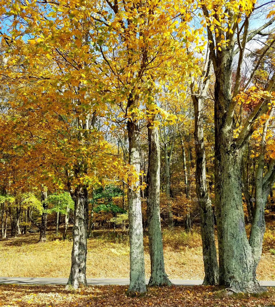 Yellow autumn tree scape