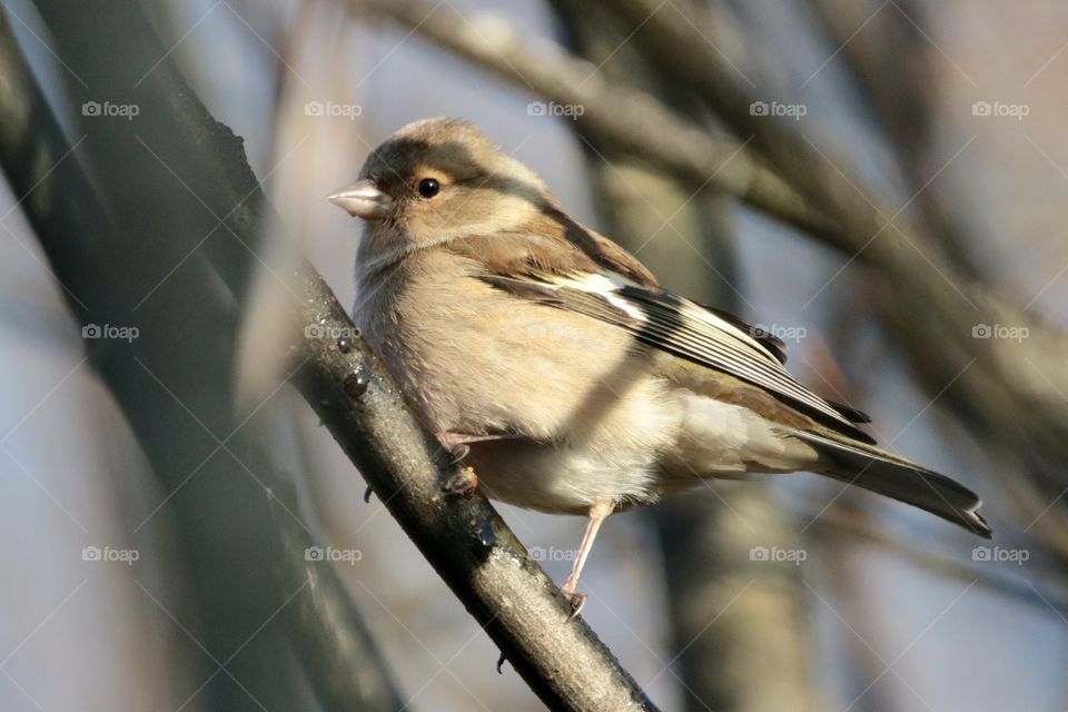 Chaffinch 