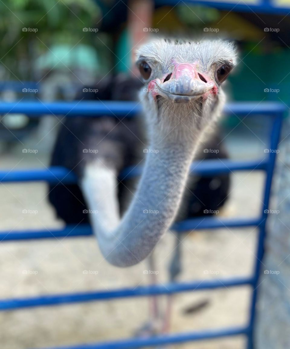 Ostrich. Smile. Ostrich smiling. Ostrich watching you. Happy. Animal 