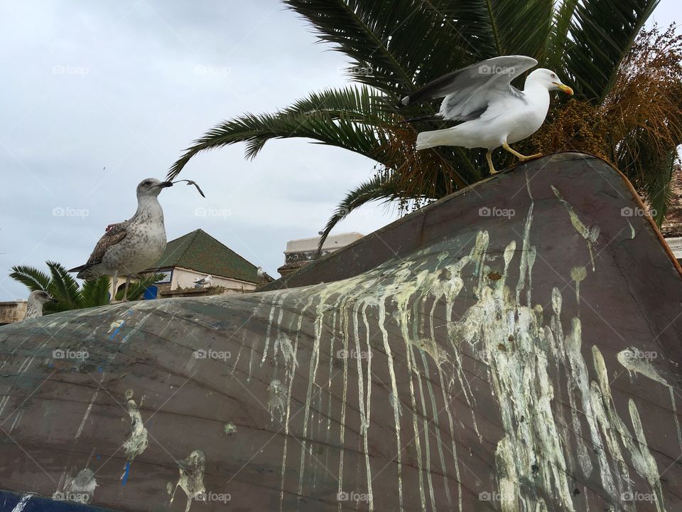 Bird, Water, Nature, Seagulls, Wildlife
