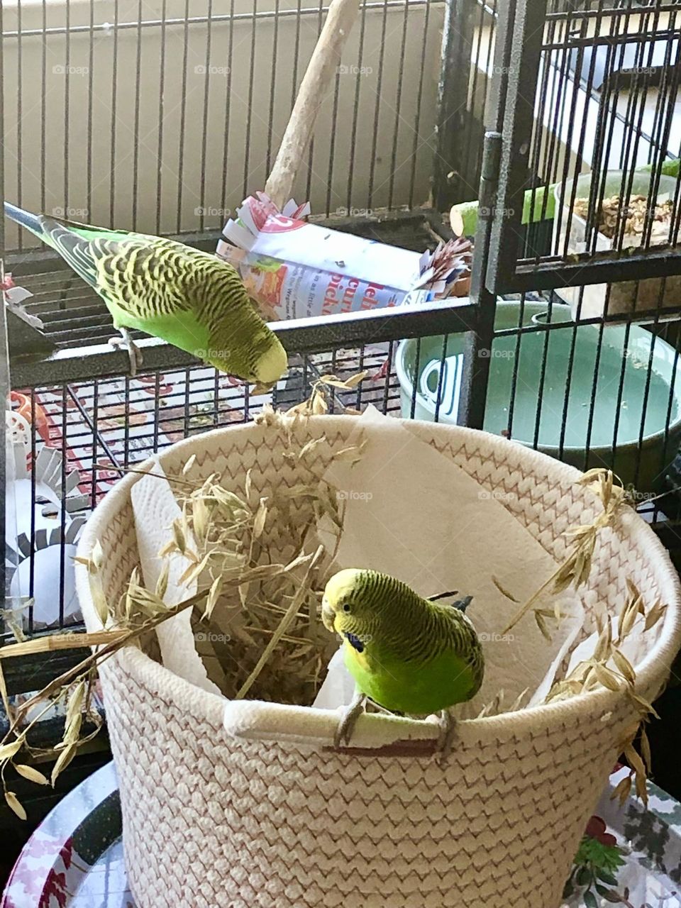 Checking out the basket of oats spree - Kiwi and Coco 🌿