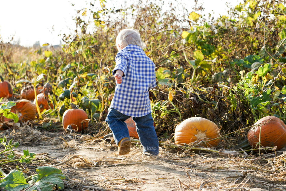 pumpkin trail