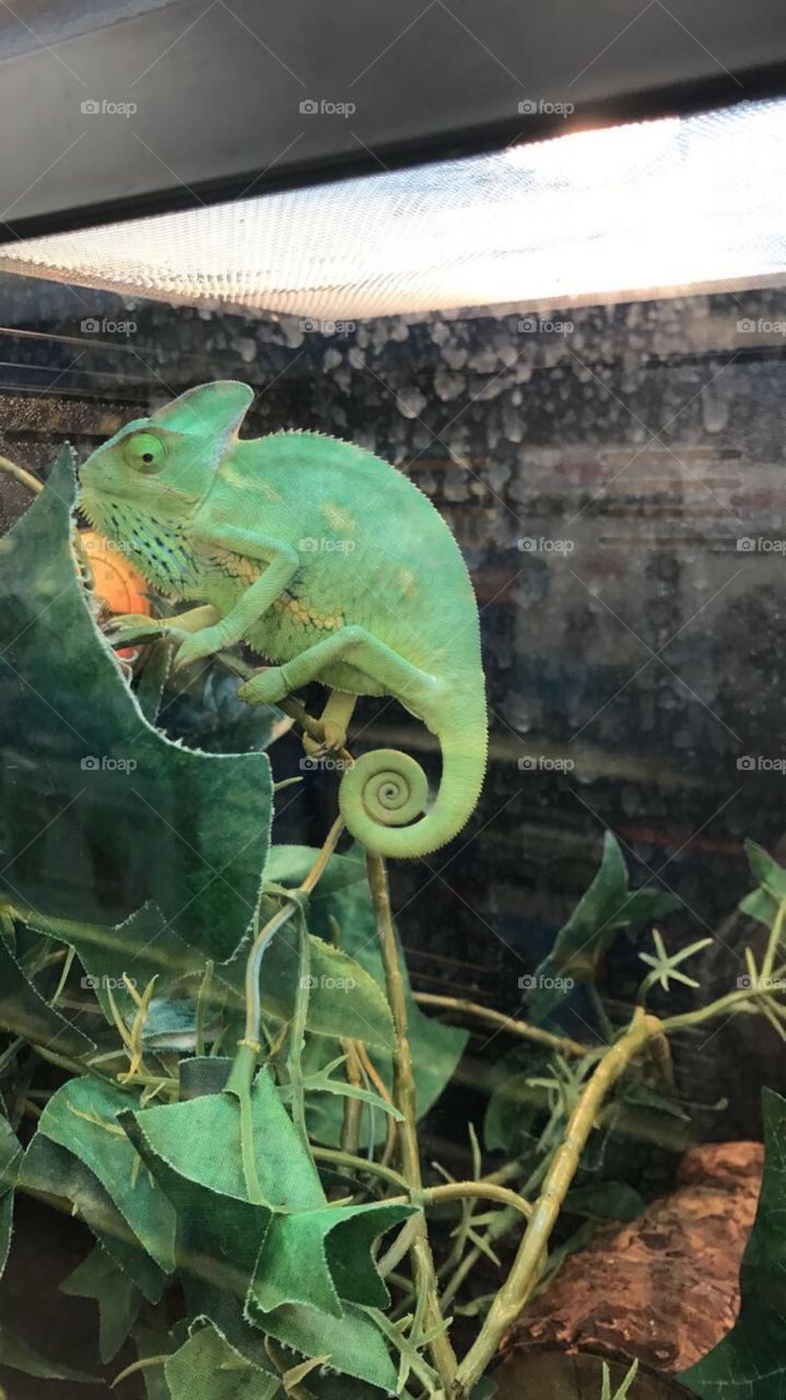 Green Chameleon 