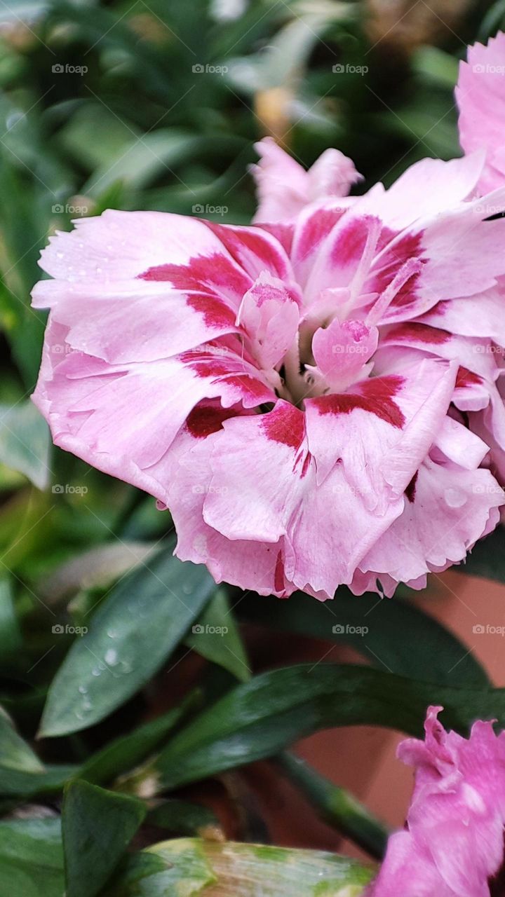 Žydinti gėlė rudenį