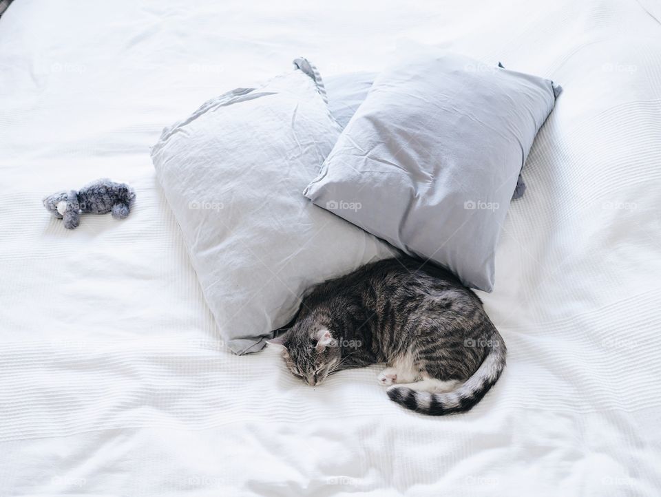 Kitten by the pillows 