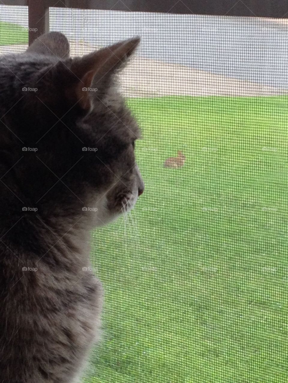Cat watching the bunny