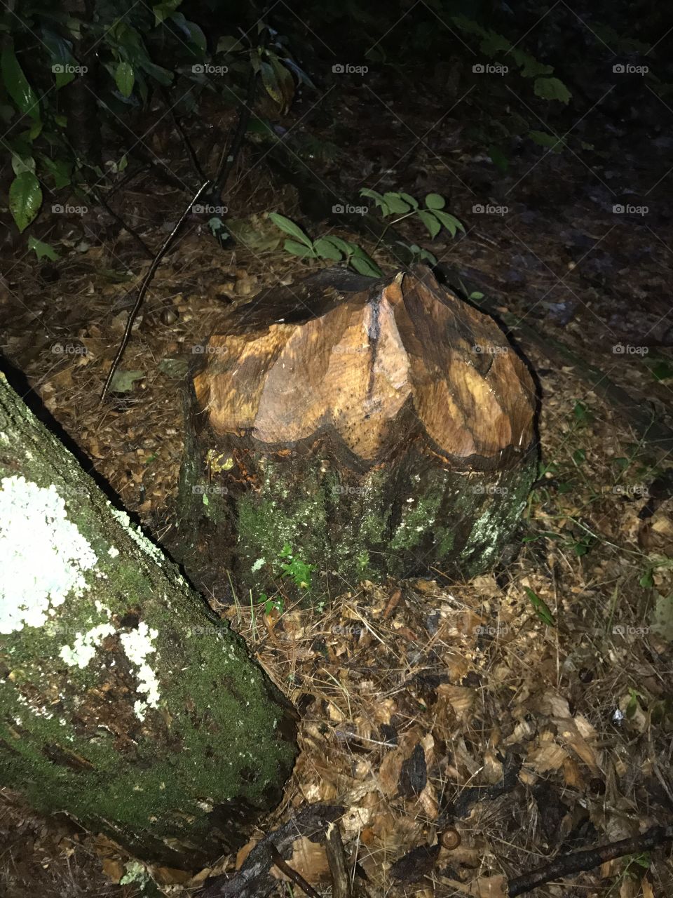 Beaver evidence