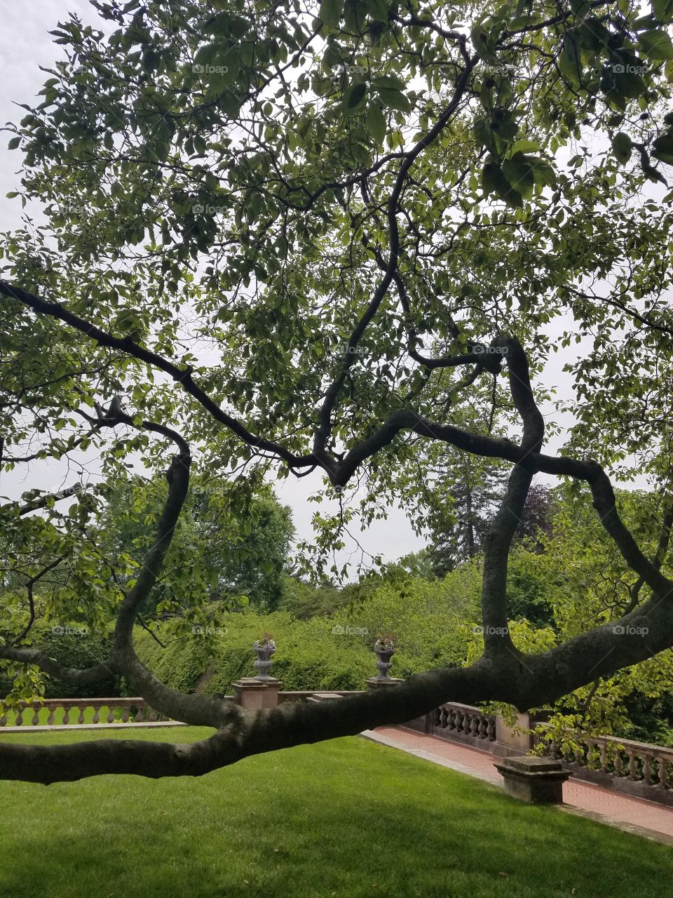 Tree, Landscape, No Person, Park, Wood