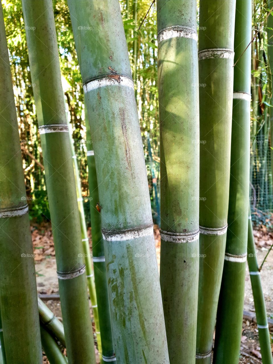 bambou