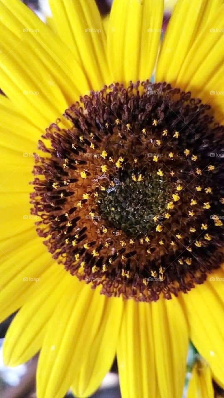 Wild sunflower