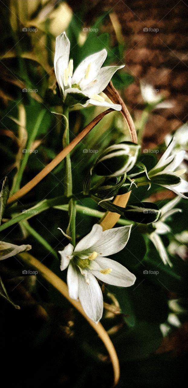 flowers white new blooms
