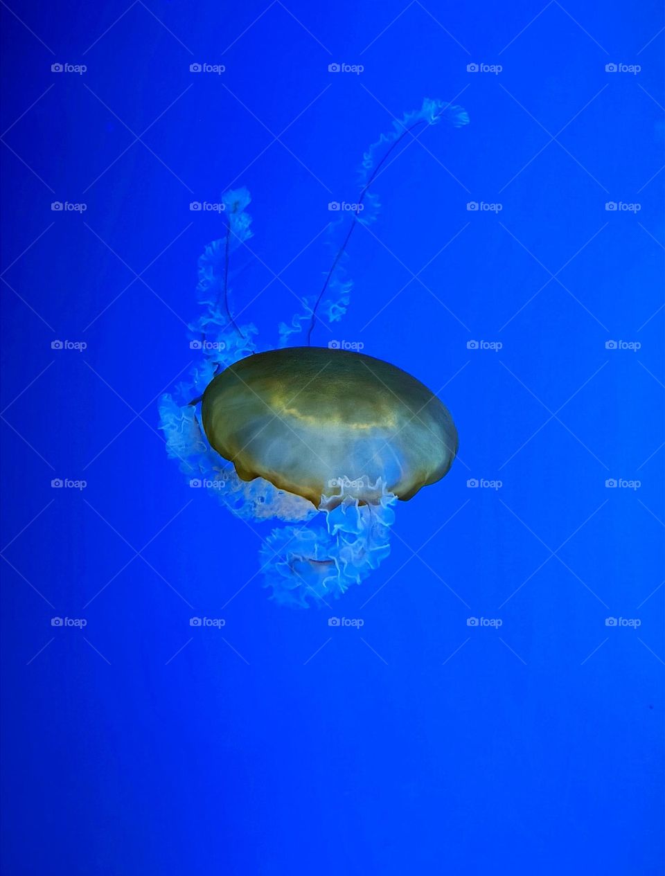 jellyfish