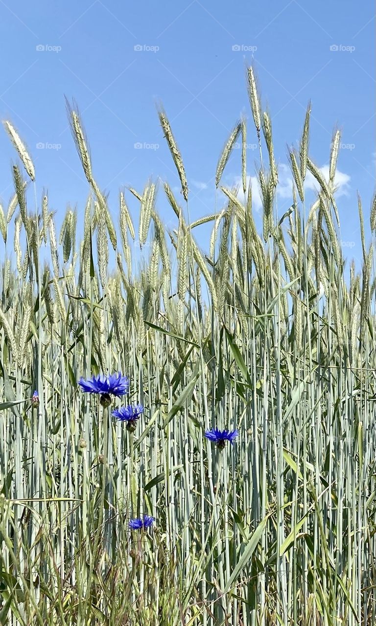 Weizenfeld mit Kornblumenblau. Lauer Sommertag auf dem Land