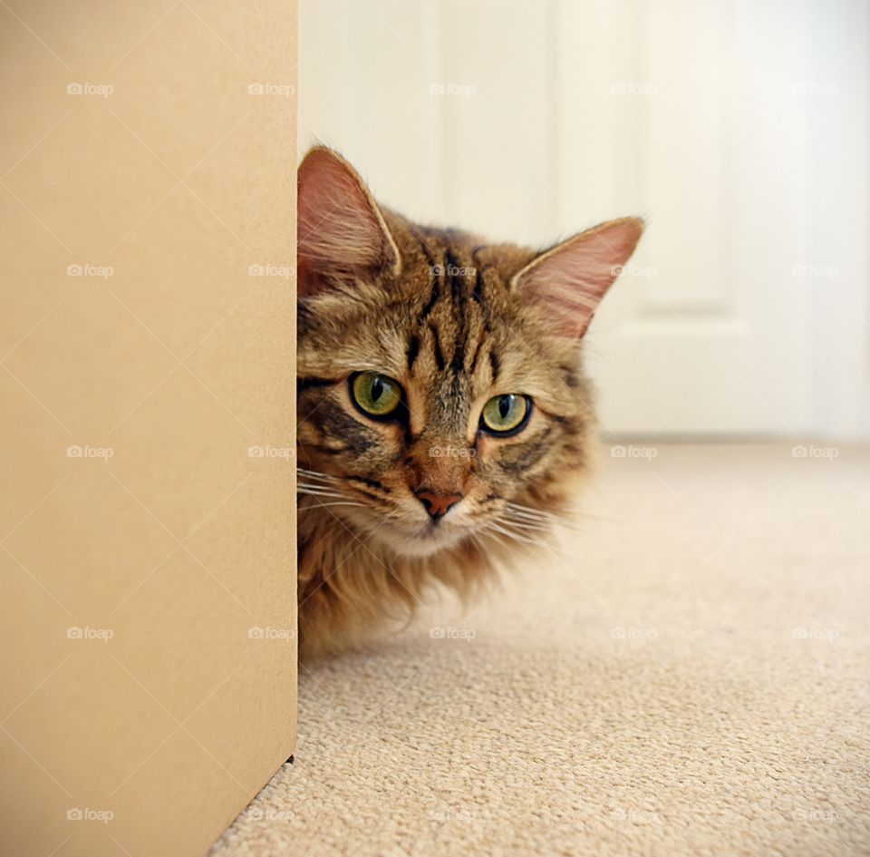 Close-up of cat hiding behind wall