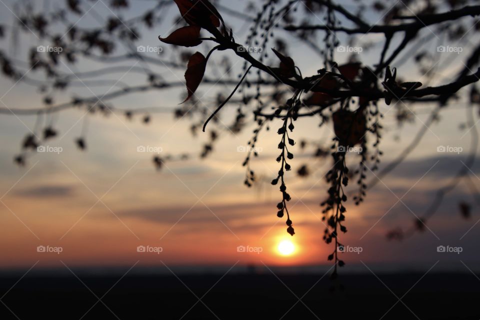 Silhouette of tree limbs hang over a beautiful orange sunset in the north shores of Ohio, USA