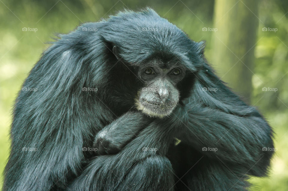 Siamang sits with arms crossed waiting for something, contemplating his next move, or feeling a little sad. 