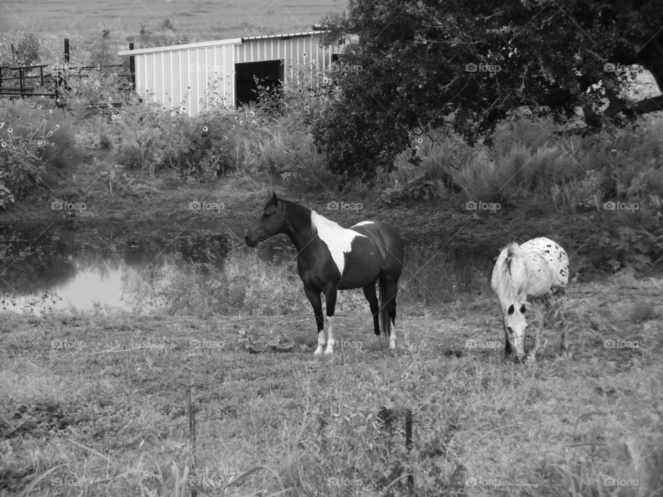 horse 🐴 pasture. This is a picture I took of some horses that I saw while out riding my bike 🚲. 👣 🚶 🏃 🔥 💨