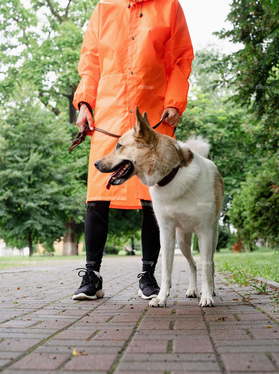 dog at the walk