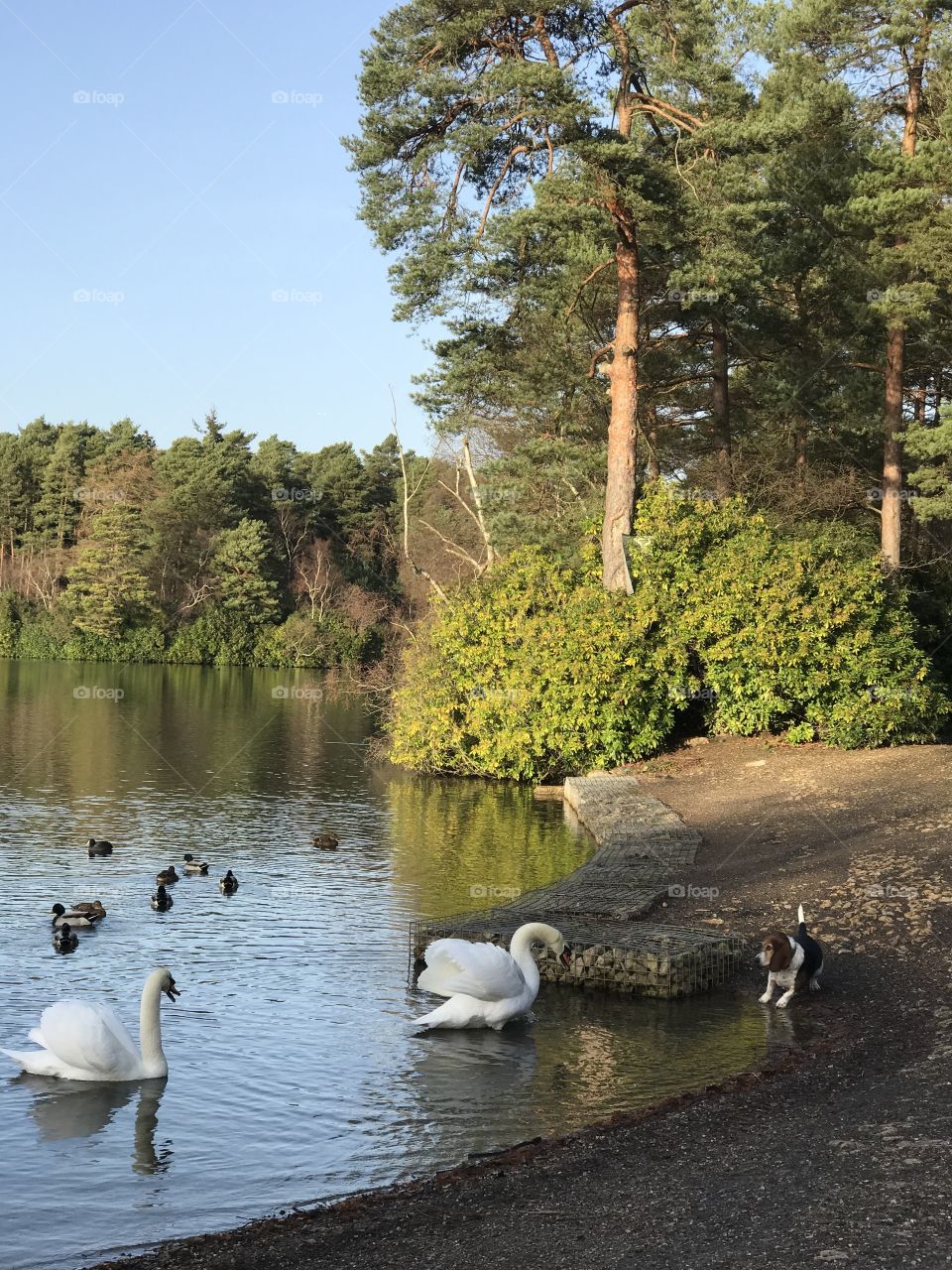 Swans and dog 