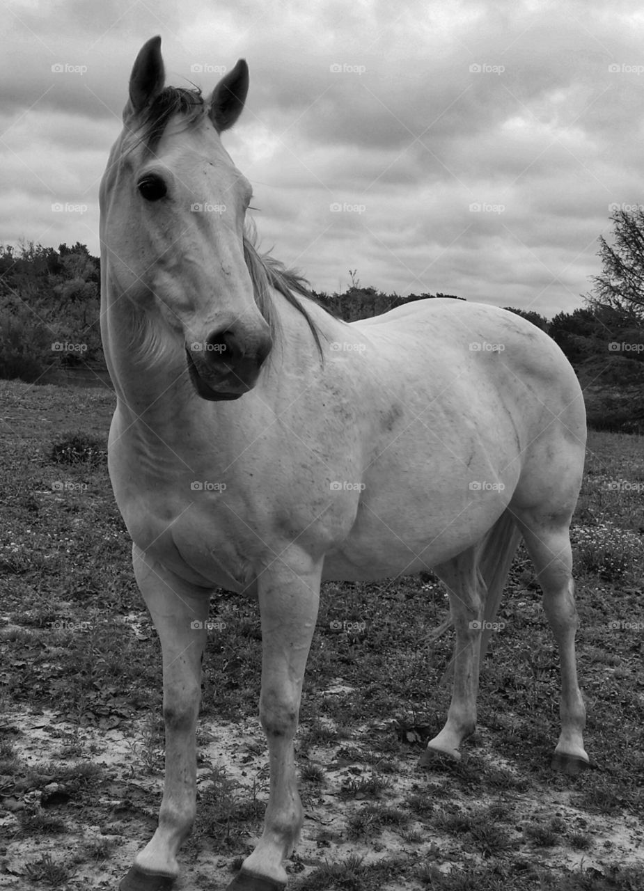 Gray horse in black and white