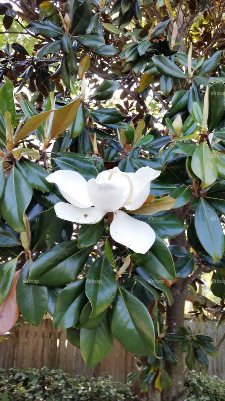 magnolia . blooming