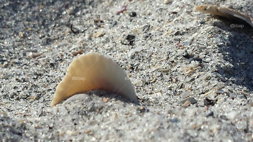Seashell at cocoa beach
