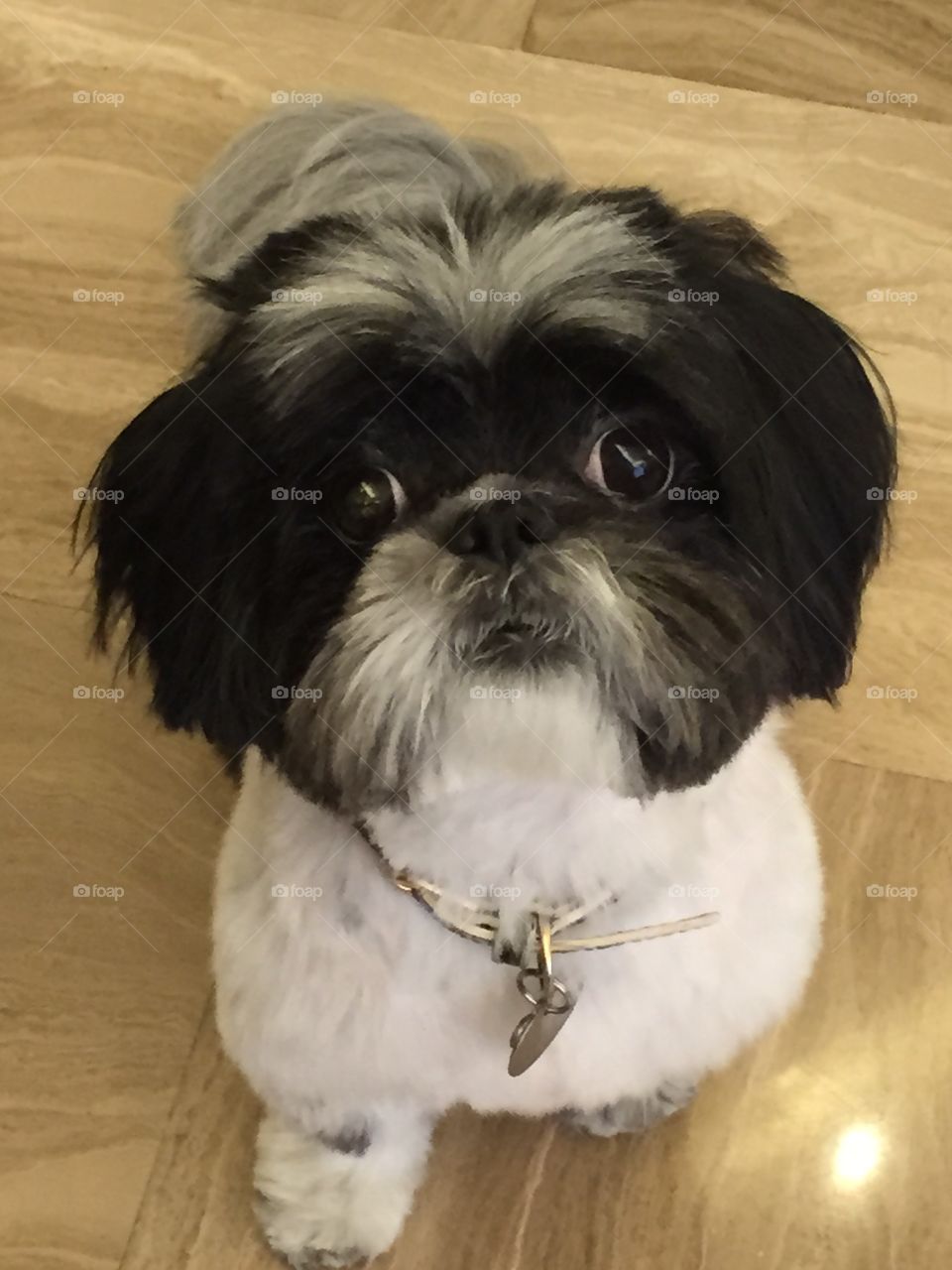 Shih Tzu