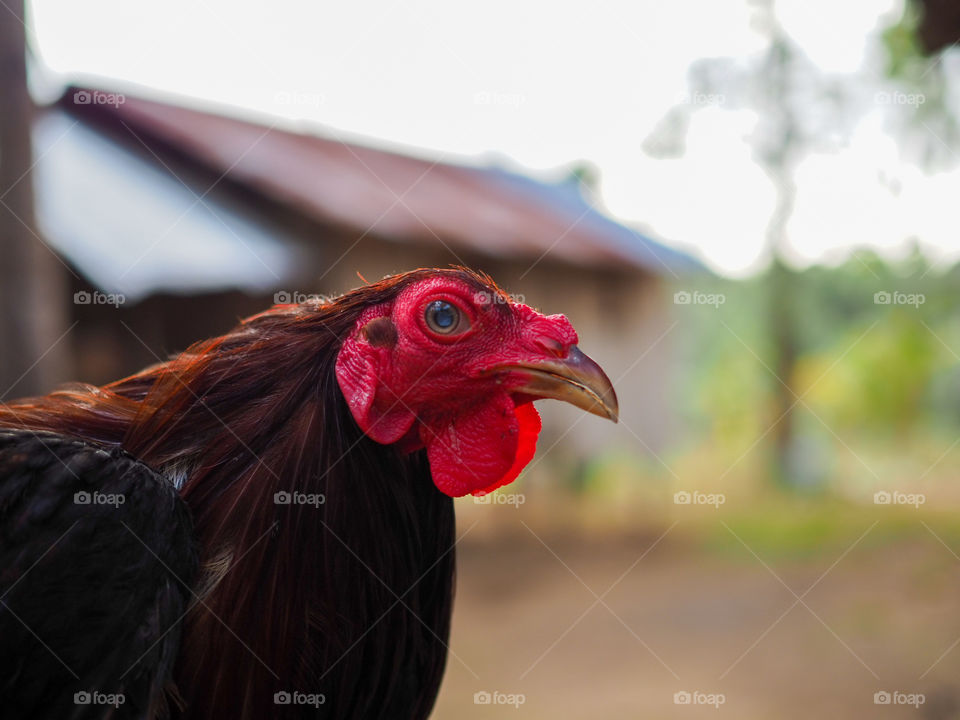 Selfie of a mature roster chicken