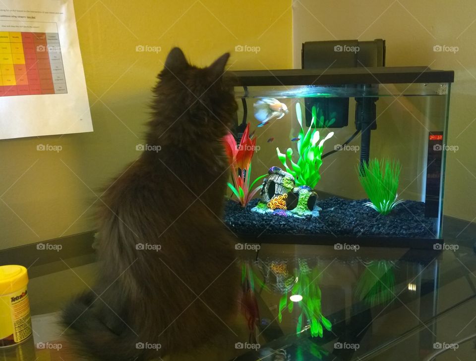 cat meets fish. a day of introductions