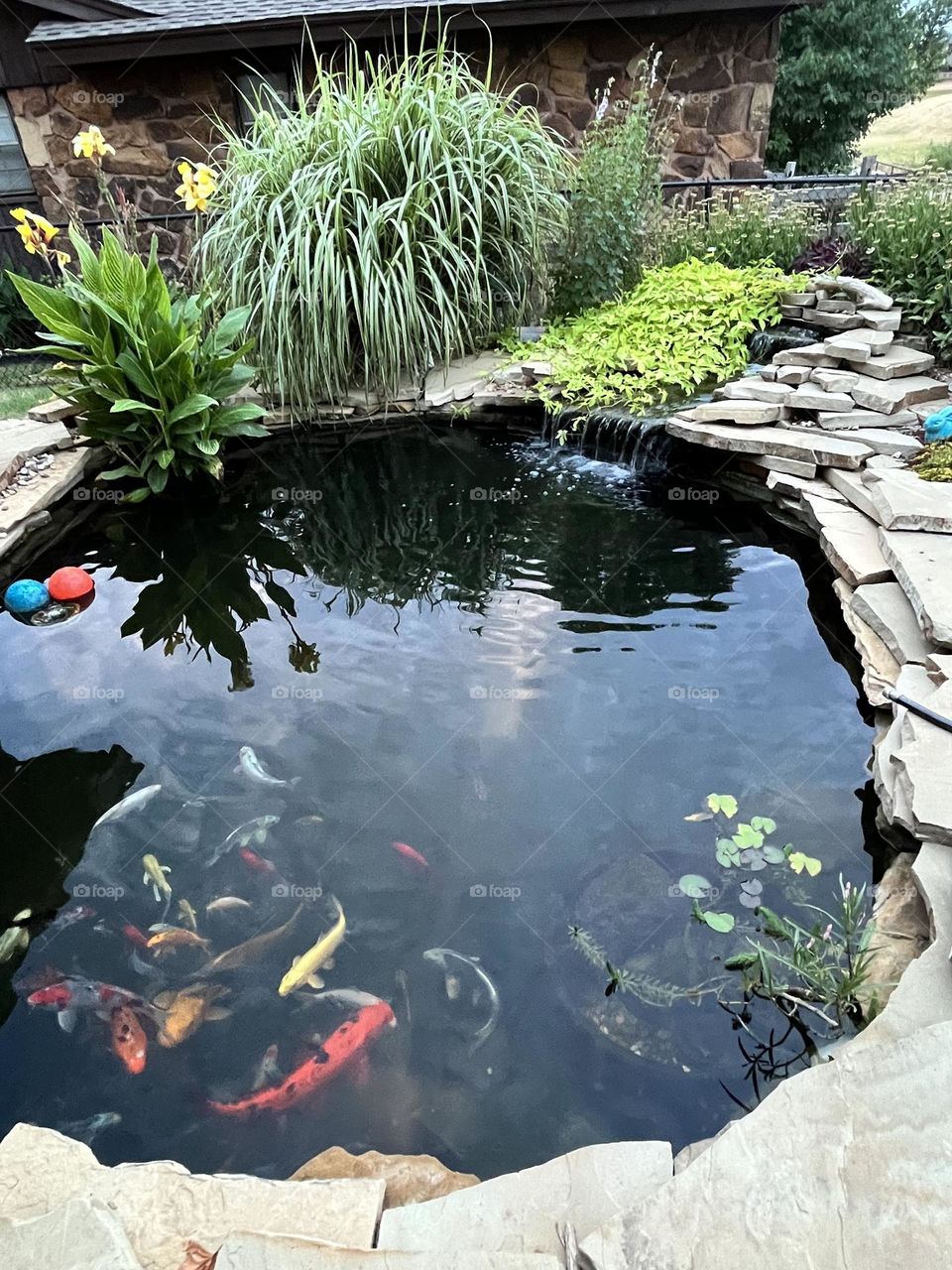 Koi pond 