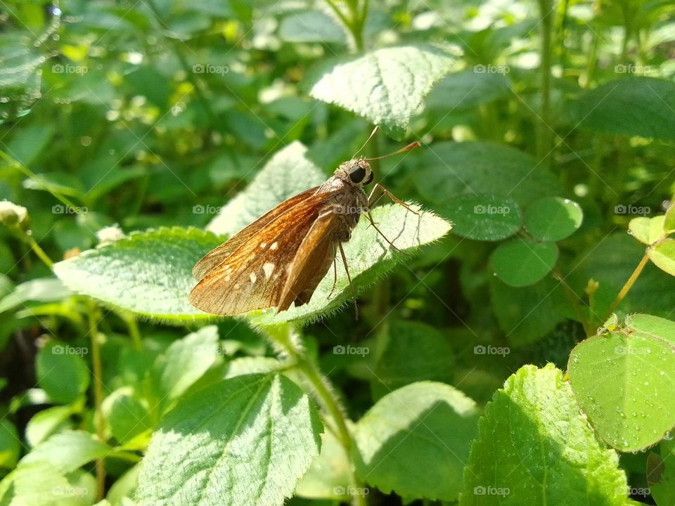 Sri Lankan Butterflies.