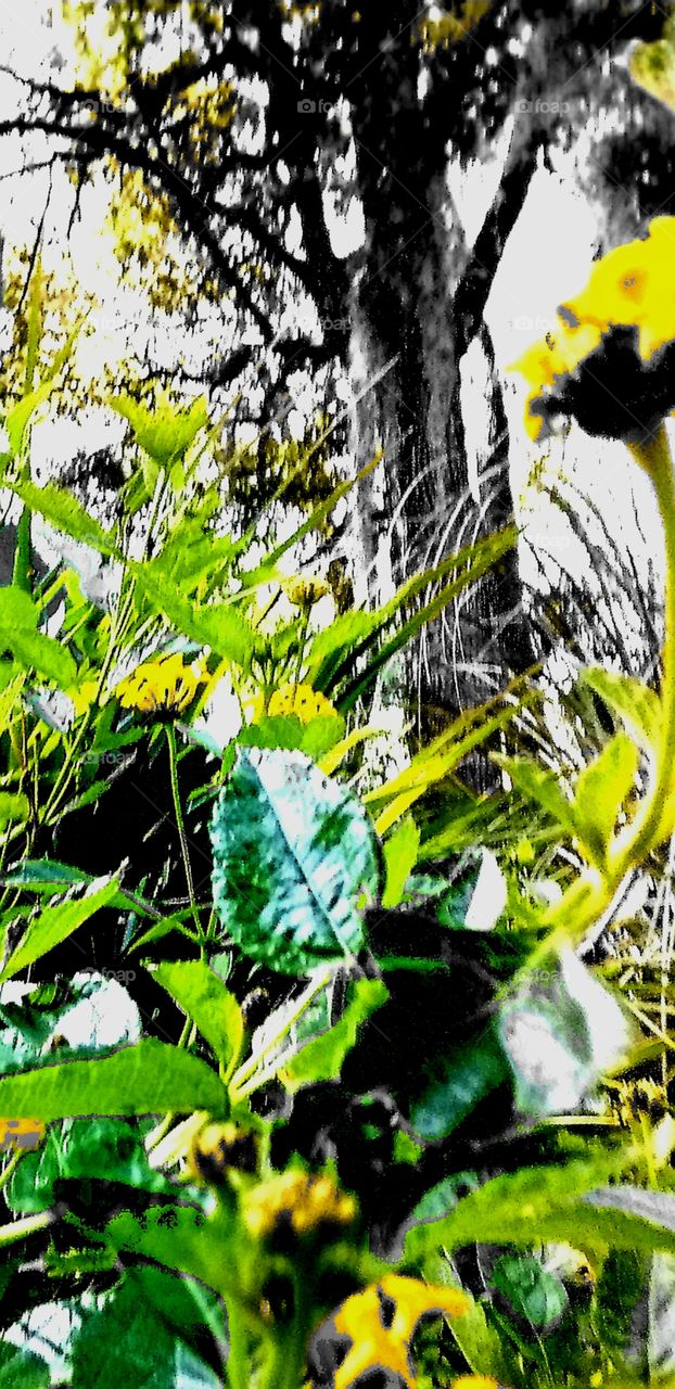 yellow flowers green foliage