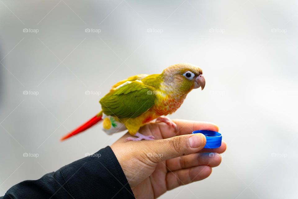 The parrot was helped by a person to quench thirst.