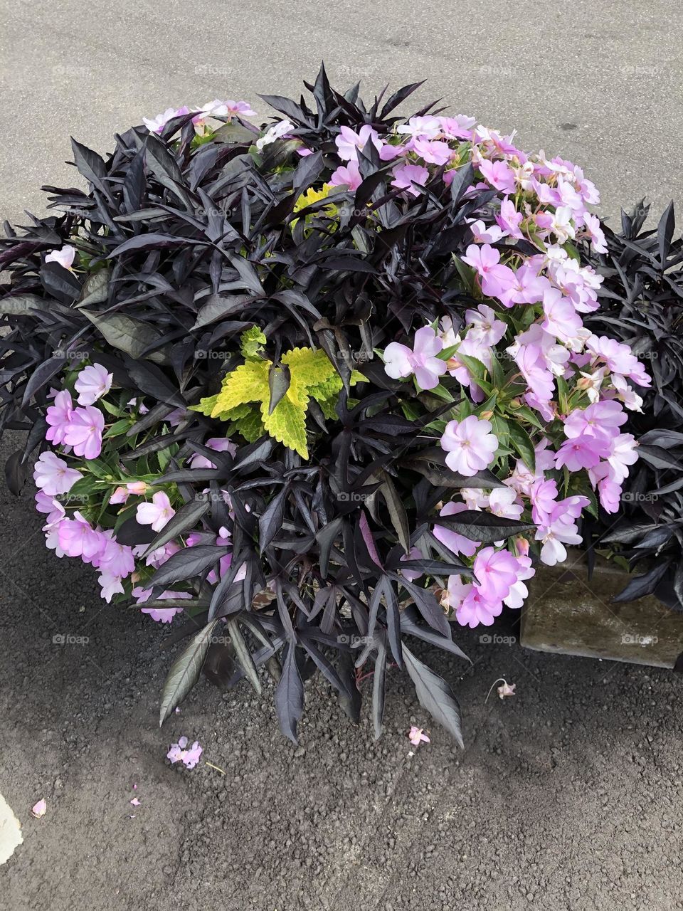 Purple Porch Splendor 