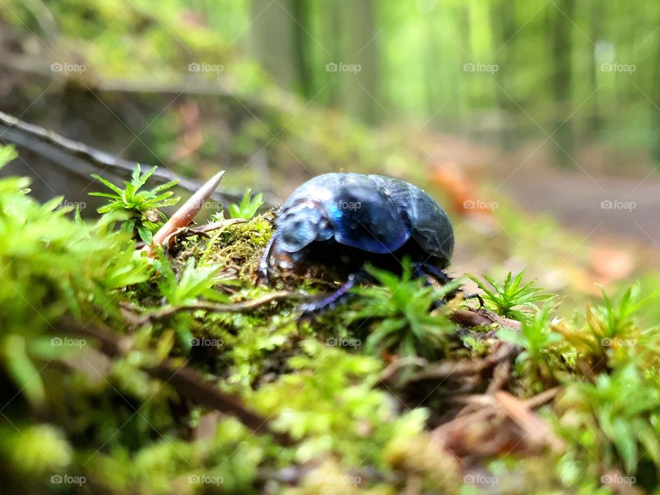 black bug in autumn forest