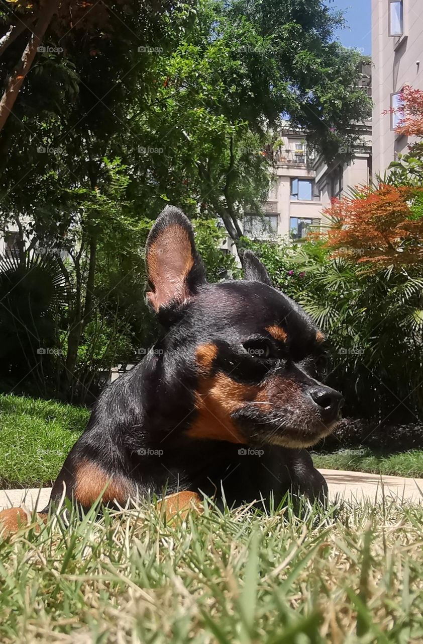 Before returning to her original owner’s motherland, she needed someone with responsibility to adopt Molly. After learning this news, we, as parents, gladly agreed to her request. Now Molly is in a happy family.