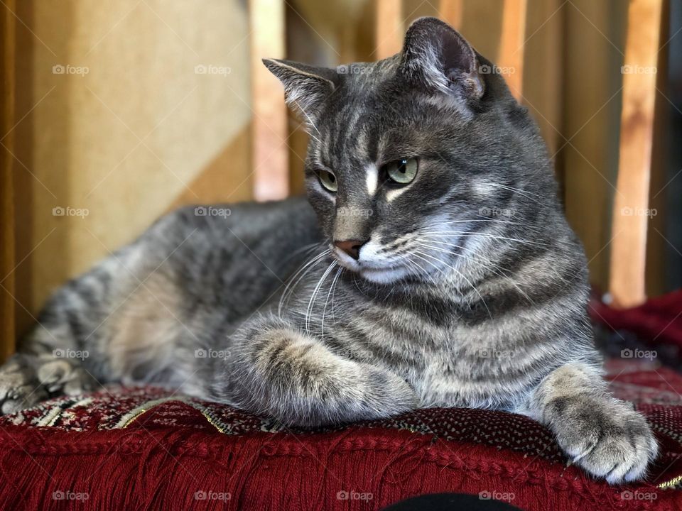 Cat lies on a chair 