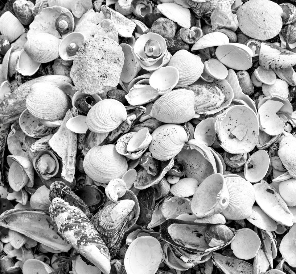 Pile of clam and oyster shells - black and white - on the beach