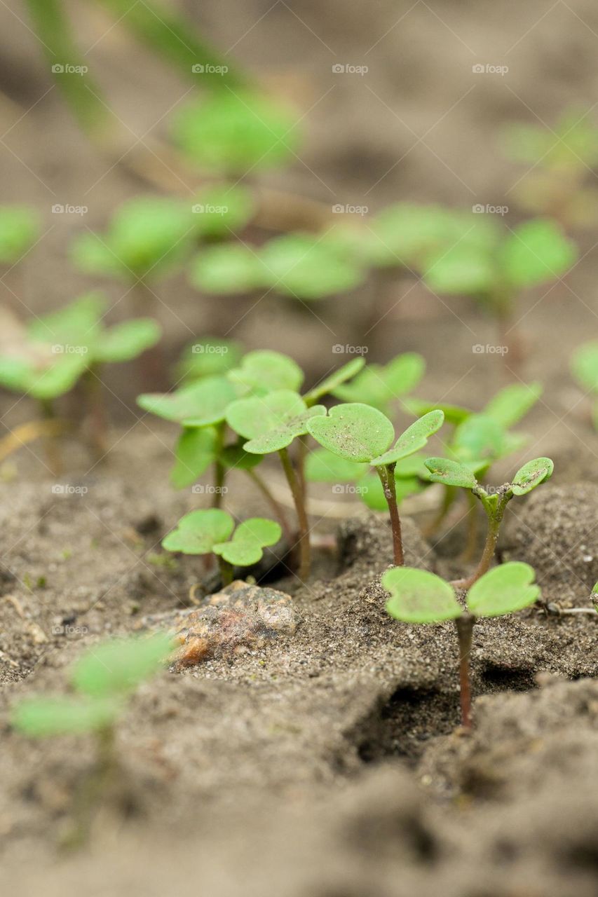 Young sprouts 