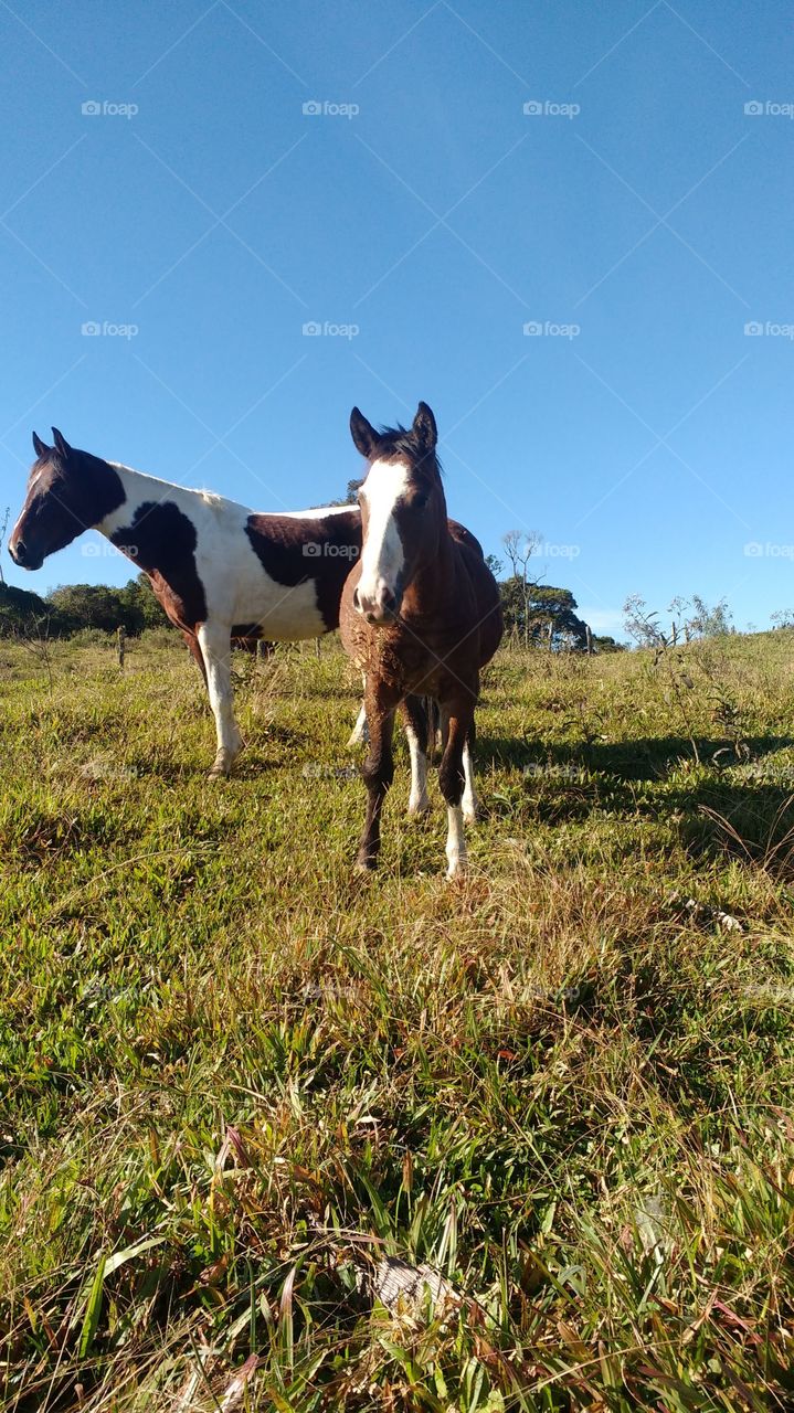 Cavalos crioulo de Rancho Queimado SC .