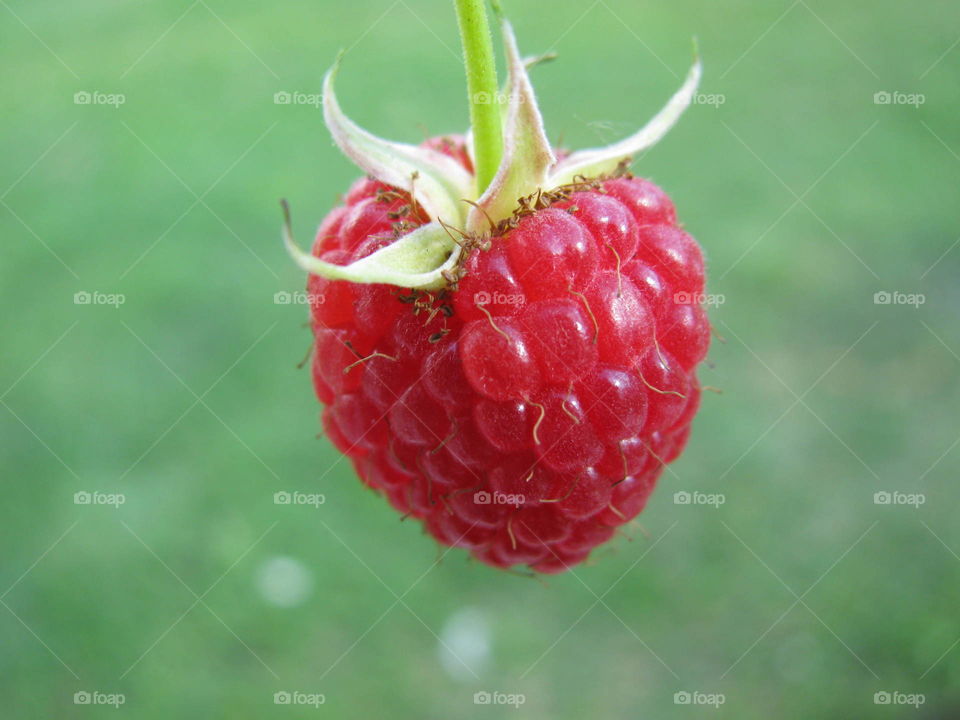 Rassberry, juicy, real,