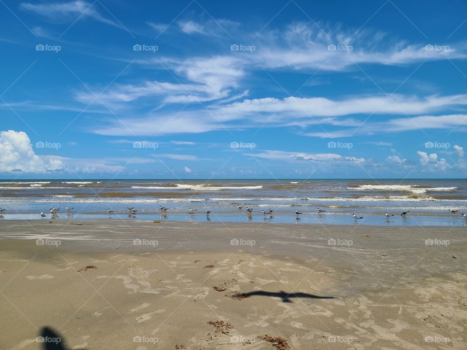 the birds walk by one by one