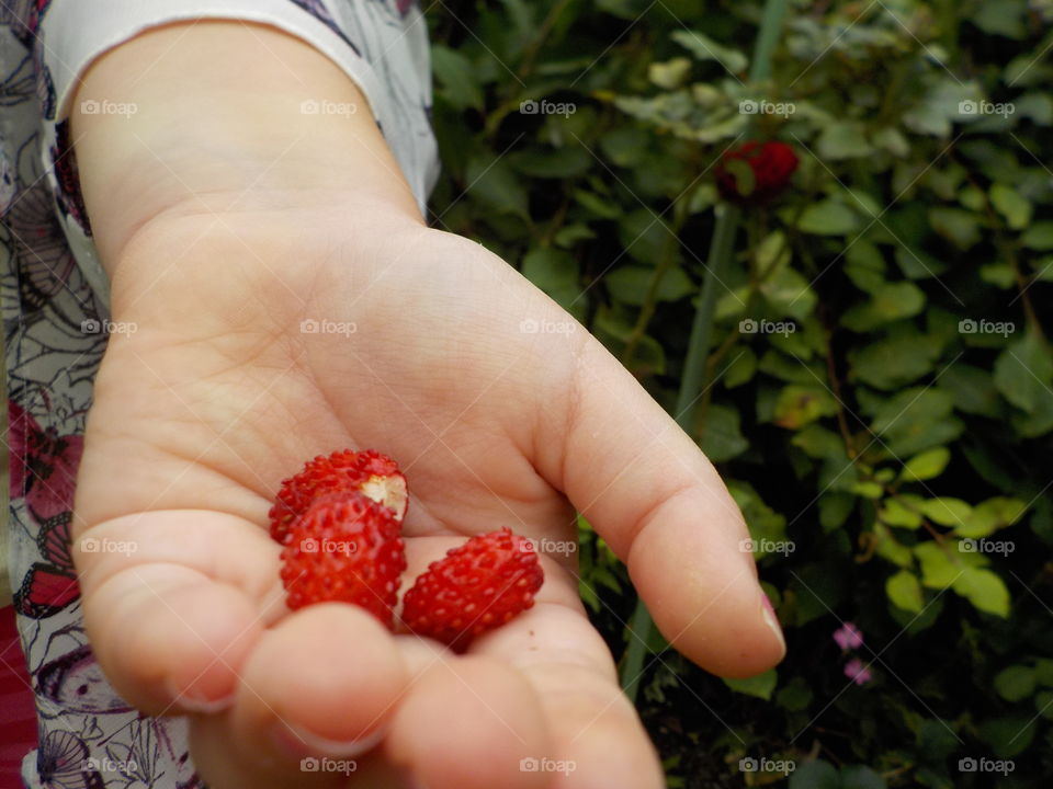 Wild strawberries on 5 year olds hand