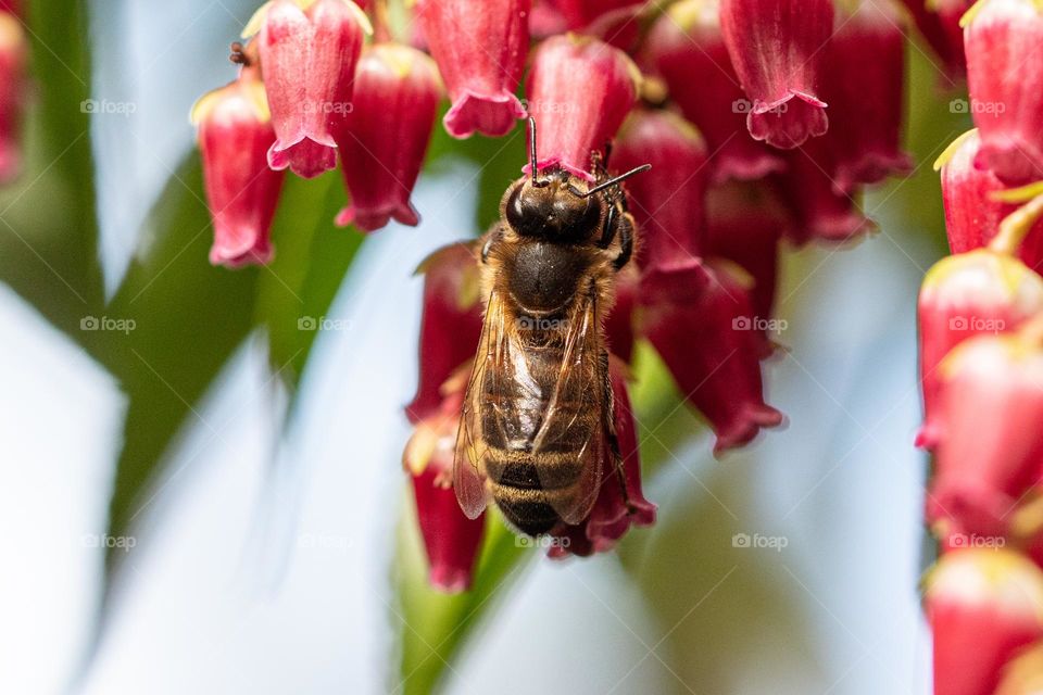 bee collecting nectar