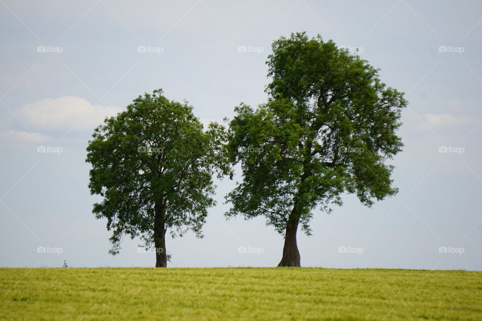 Two crooked trees in a field of wheat 