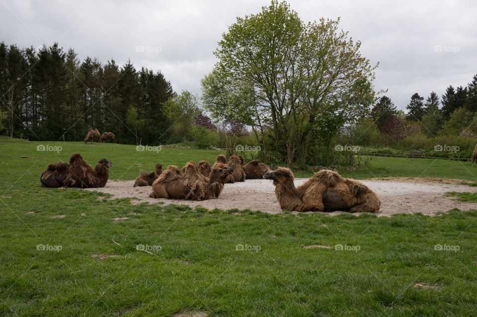 Camels 